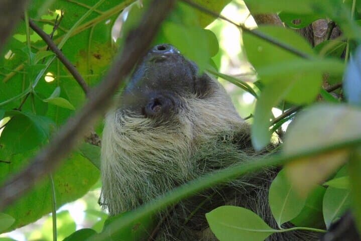 Panama Canal Boat Safari to Monkey Island & Fruit Market photo 4