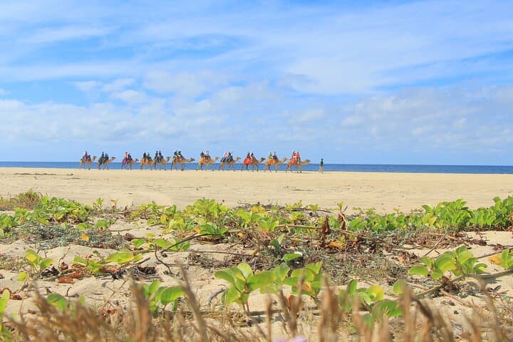 Cabo ATV, Camel & Horseback Adventure at Migriño Beach photo 6