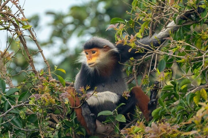 Son Trà Wildlife Photography Experience — Photographing Red‑Shanked Doucs Near Da Nang photo 1