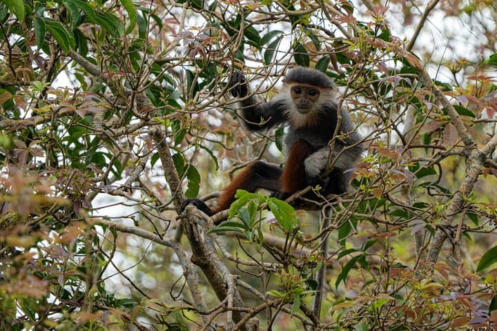 Son Trà Wildlife Photography Experience — Photographing Red‑Shanked Doucs Near Da Nang photo 2