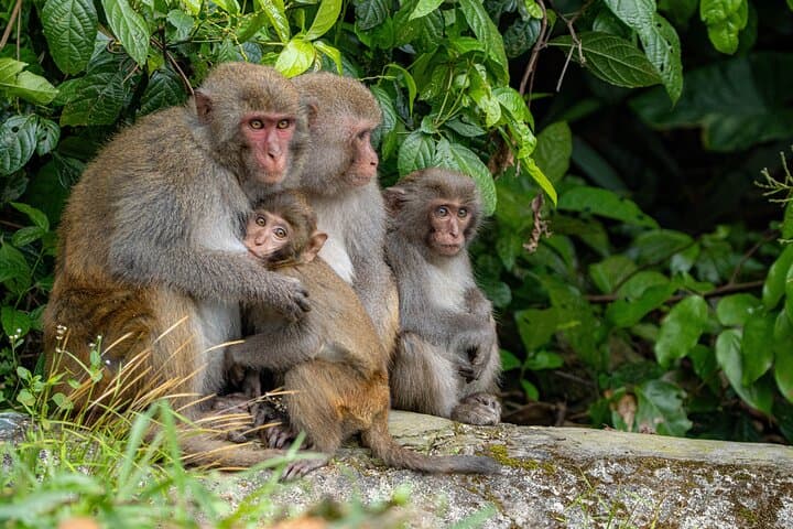 Son Trà Wildlife Photography Experience — Photographing Red‑Shanked Doucs Near Da Nang photo 3