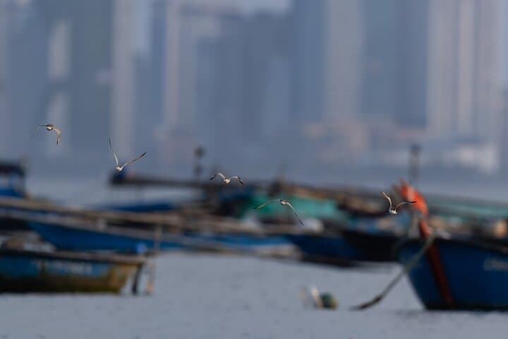 Son Trà Wildlife Photography Experience — Photographing Red‑Shanked Doucs Near Da Nang photo 4