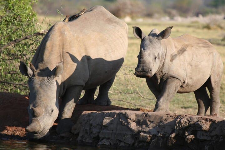 Aquila Game Reserve Safari with Fairview Wine Tasting and Lunch photo 6