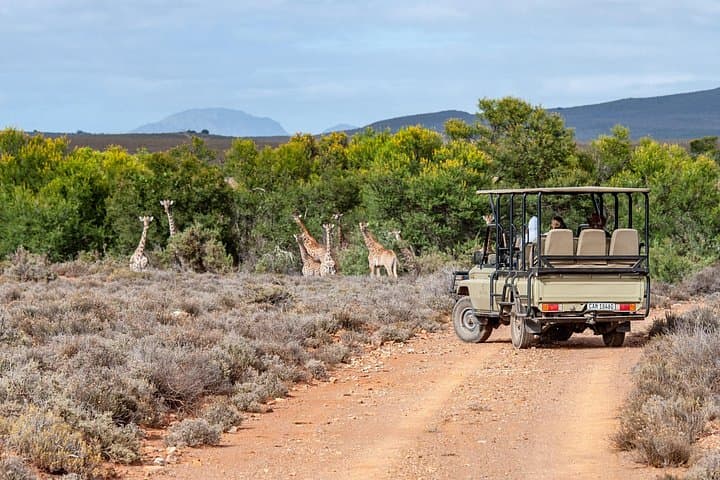 Aquila Big 5 Safari with Fairview Wine Tasting — Day Trip from Cape Town photo 3