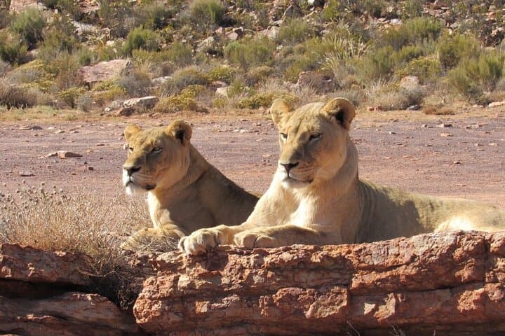 Big Five Safari at Aquila Private Game Reserve — Day Trip from Cape Town