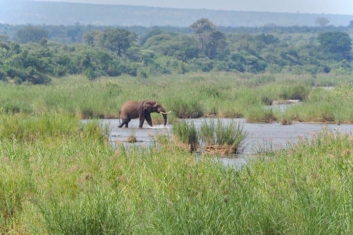 Half-Day Kruger Safari from Hoedspruit: Morning Wildlife Drive