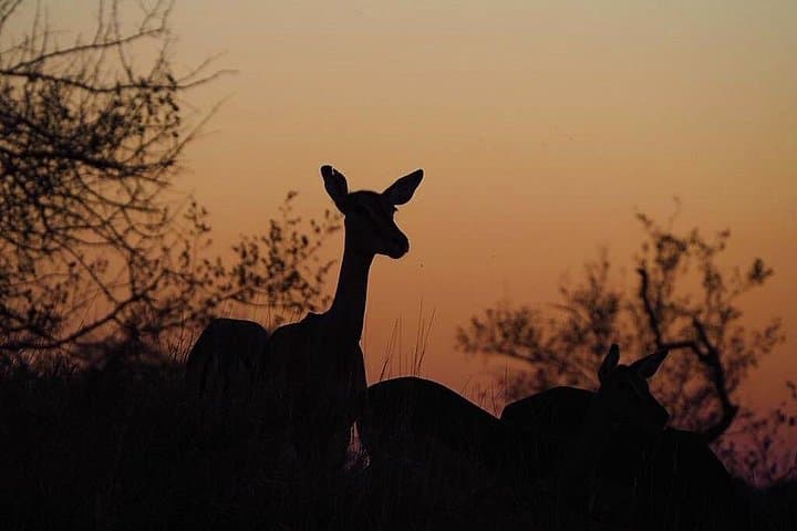 Half-Day Kruger Safari from Hoedspruit: Morning Wildlife Drive photo 2