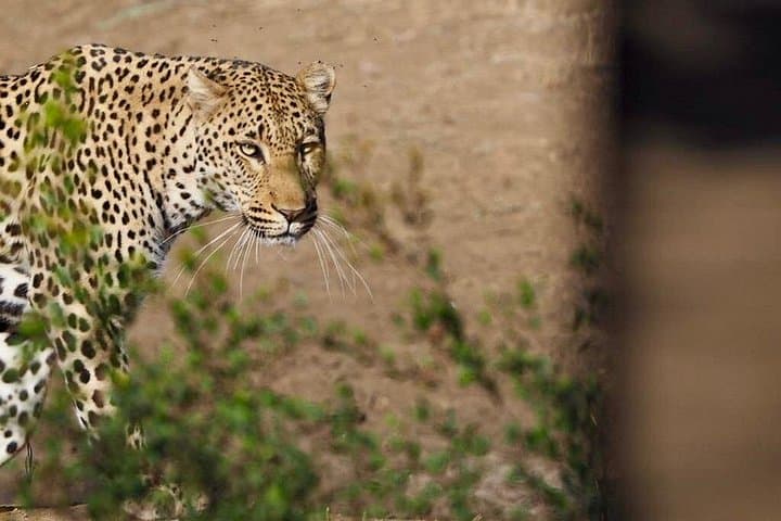 Half-Day Kruger Safari from Hoedspruit: Morning Wildlife Drive photo 4
