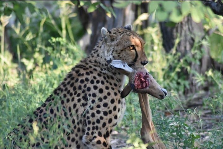 Khwai 2-Day Camping Safari: Mokoro, Game Drives & Bush Camping from Maun photo 2