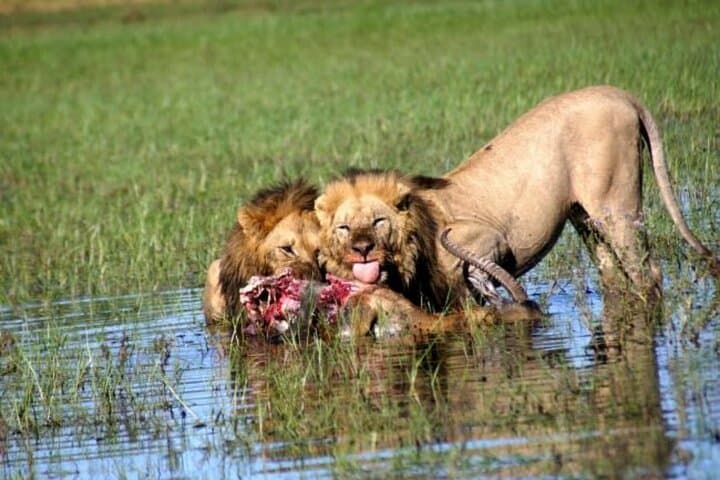 Khwai 2-Day Camping Safari: Mokoro, Game Drives & Bush Camping from Maun photo 3