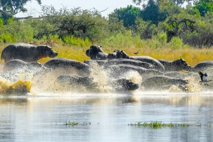 Khwai 2-Day Camping Safari: Mokoro, Game Drives & Bush Camping from Maun photo 5
