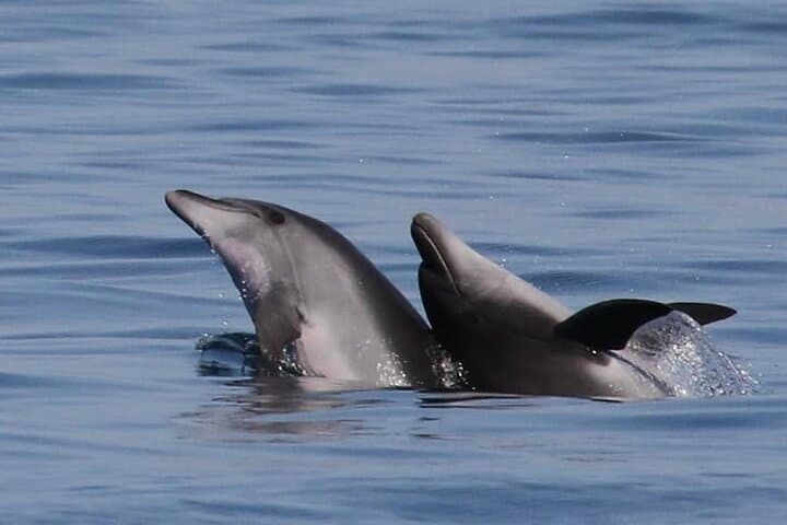 Sunset Dolphin-Watching Sail from Olbia & Golfo Aranci, Sardinia