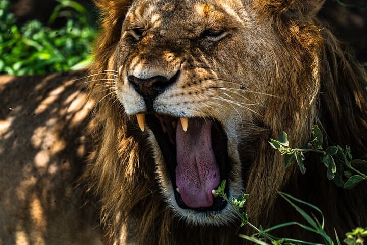 11-Day Northern Tanzania Safari: Serengeti, Ngorongoro & Lake Natron photo 5