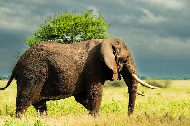 2-Day Tarangire & Lake Manyara Safari from Zanzibar — Flights Included
