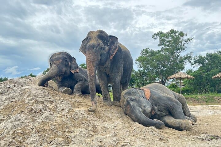 Phuket Elephant Nature Walk: Ethical Guided Experience at Freedom Elephant Reserve