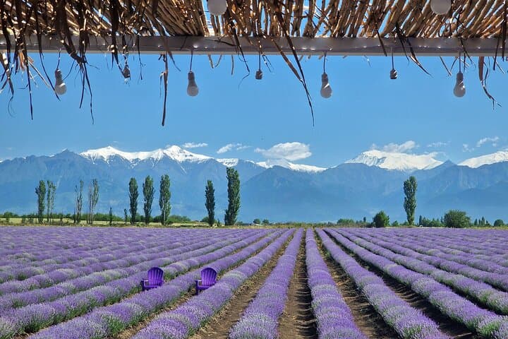Alpaca Farm and Lavender Fields Day Trip from Baku