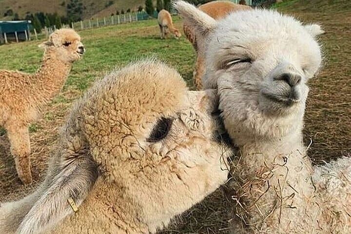 Alpaca Farm and Lavender Fields Day Trip from Baku photo 2