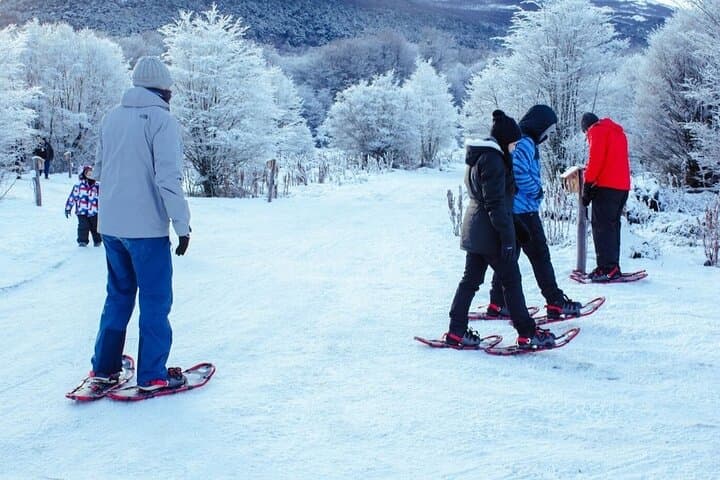Snow and Huskies: Full-Day Winter Adventure From Ushuaia photo 4