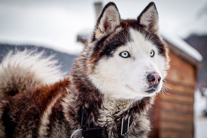 Snow and Huskies: Full-Day Winter Adventure From Ushuaia photo 5