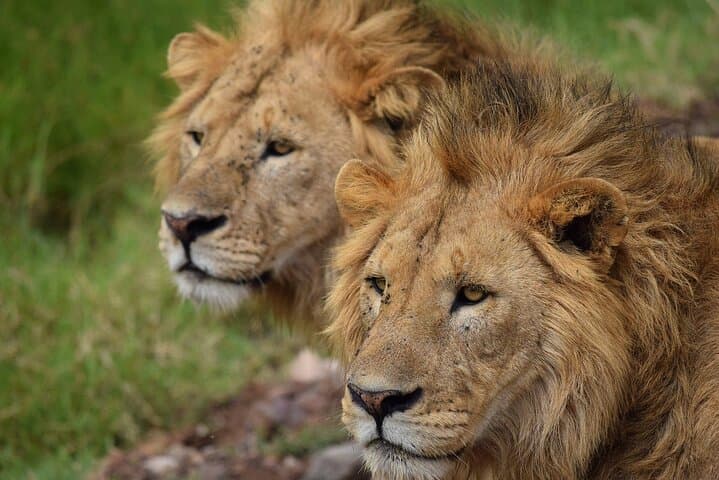 3-Day Fly-In Safari to the Iconic Serengeti — Fly-In Wildlife Experience