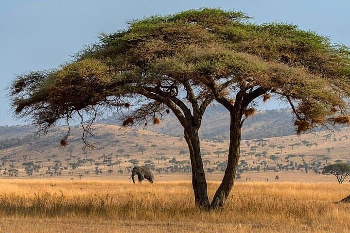 3-Day Fly-In Safari to the Iconic Serengeti — Fly-In Wildlife Experience photo 2