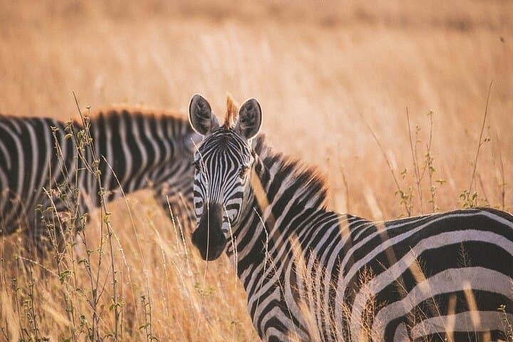 3-Day Fly-In Safari to the Iconic Serengeti — Fly-In Wildlife Experience photo 3