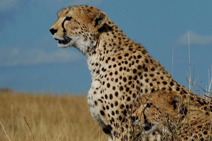 3-Day Fly-In Safari to the Iconic Serengeti — Fly-In Wildlife Experience photo 4