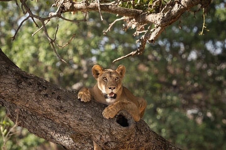 3-Day Fly-In Safari to the Iconic Serengeti — Fly-In Wildlife Experience photo 6