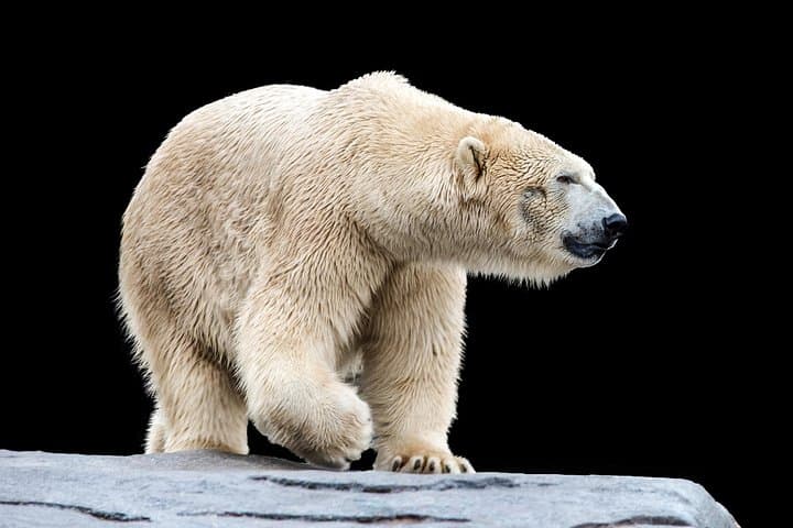 Private VIP Tour to Ranua Wildlife Park from Rovaniemi