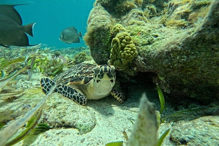 Drive a Speedboat Through Nichupté Lagoon and Snorkel El Meco Reef — Cancun Jungle Tour photo 2