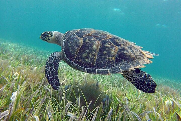 Drive a Speedboat Through Nichupté Lagoon and Snorkel El Meco Reef — Cancun Jungle Tour photo 4