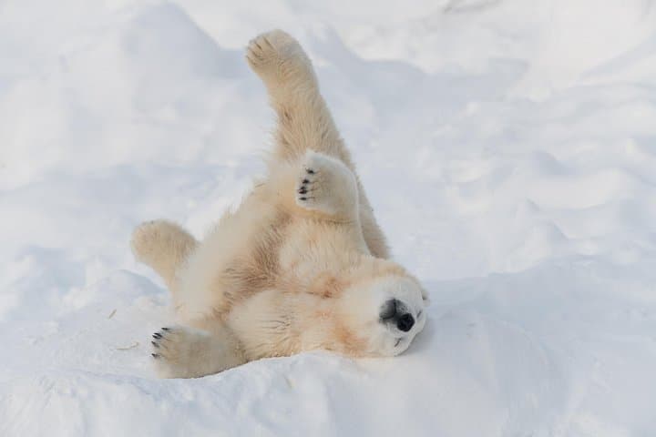 Ranua Zoo Day Trip from Rovaniemi: Arctic Wildlife Adventure photo 3
