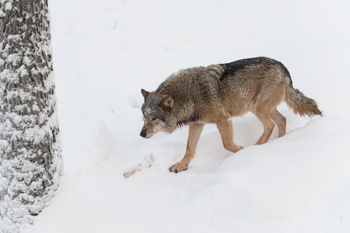 Ranua Zoo Day Trip from Rovaniemi: Arctic Wildlife Adventure photo 4