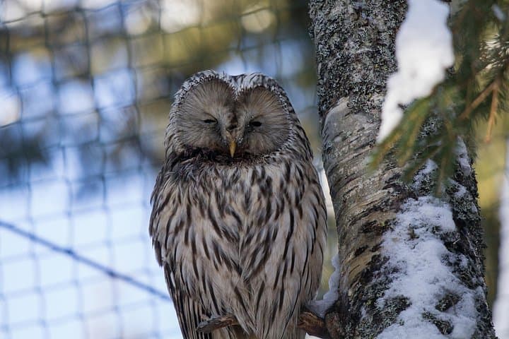 Ranua Zoo Day Trip from Rovaniemi: Arctic Wildlife Adventure photo 5