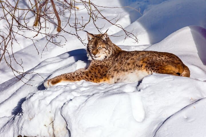 Ranua Zoo Day Trip from Rovaniemi: Arctic Wildlife Adventure