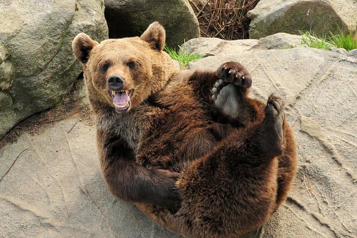 Ranua Zoo Day Trip from Rovaniemi: Arctic Wildlife Adventure photo 6
