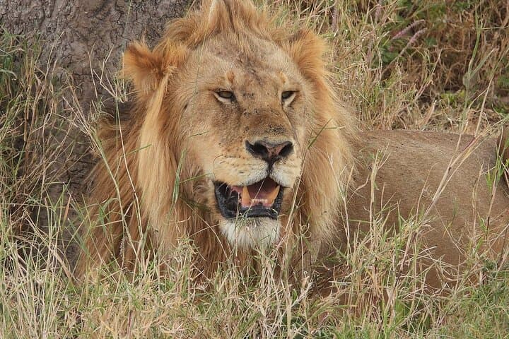 Full-Day Safari in Tarangire National Park: Day Trip from Arusha