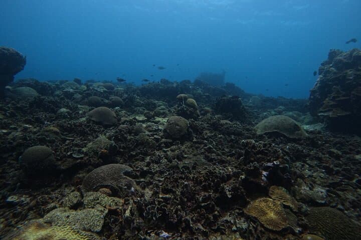 Cartagena Introductory Scuba: Recreational Diving to Barú's Coral Reefs photo 3
