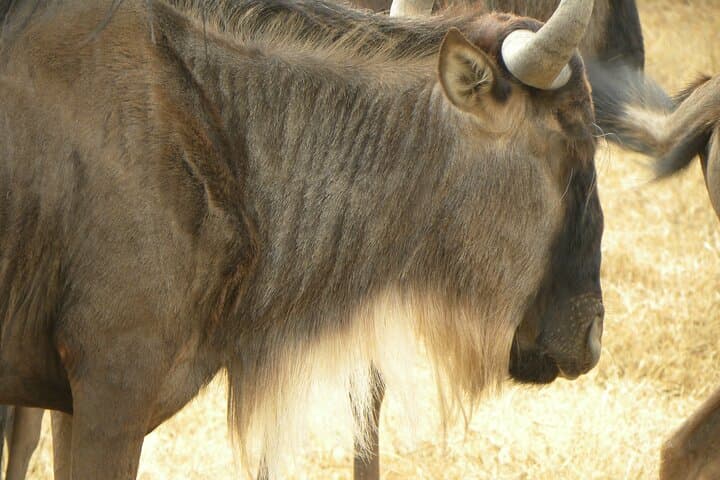 Ngorongoro Crater Day Trip from Arusha — One-Day Safari with Expert Guide photo 2