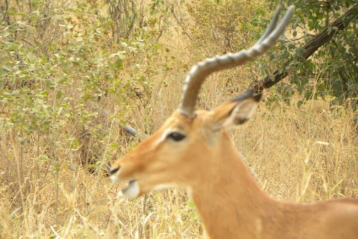 Ngorongoro Crater Day Trip from Arusha — One-Day Safari with Expert Guide photo 3