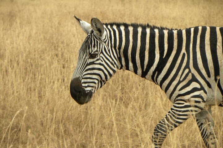 Ngorongoro Crater Day Trip from Arusha — One-Day Safari with Expert Guide photo 6