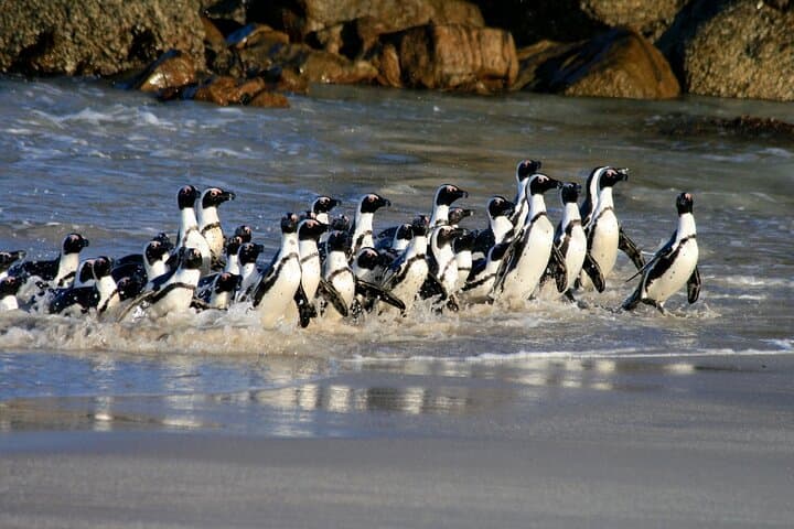 Cape Point & Boulders: A Day at the Edge of Africa — Cape of Good Hope Small-Group Tour