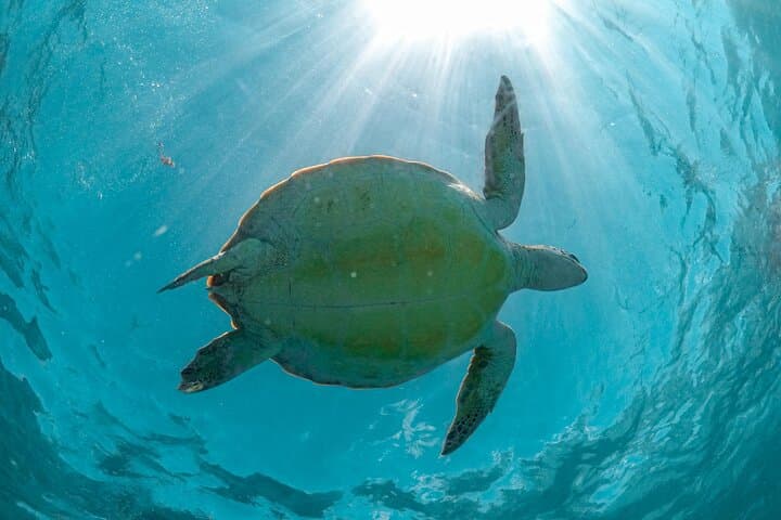 Snorkel with Sea Turtles in Akumal Bay: Half-Day Guided Encounter photo 3