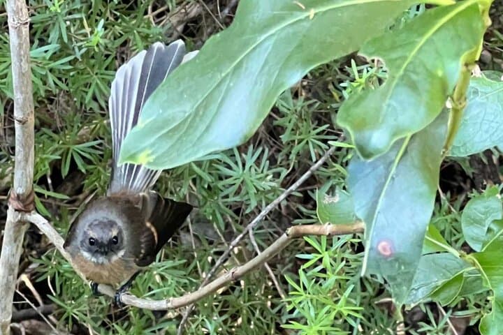 Waiheke Island Private Birding Tour: Spot Native and Seabirds on a Guided Walk photo 6