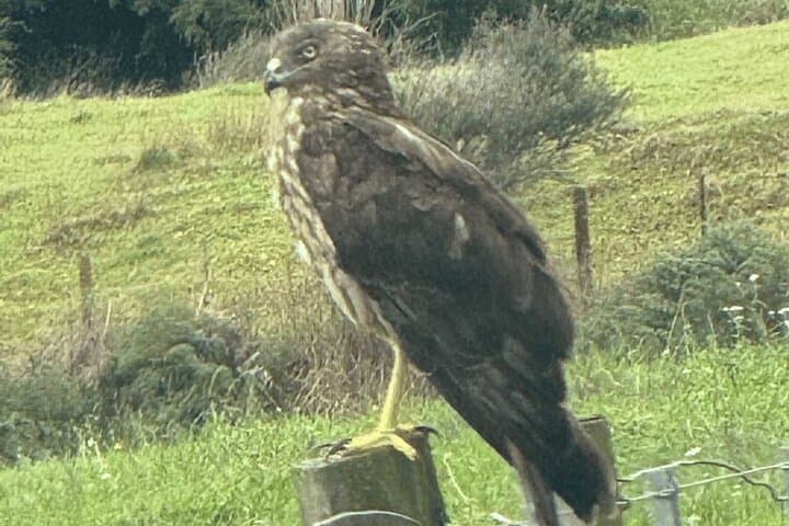 Waiheke Island Private Birding Tour: Spot Native and Seabirds on a Guided Walk photo 3