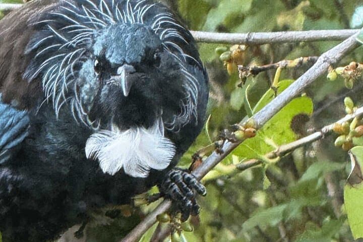 Waiheke Island Private Birding Tour: Spot Native and Seabirds on a Guided Walk photo 4