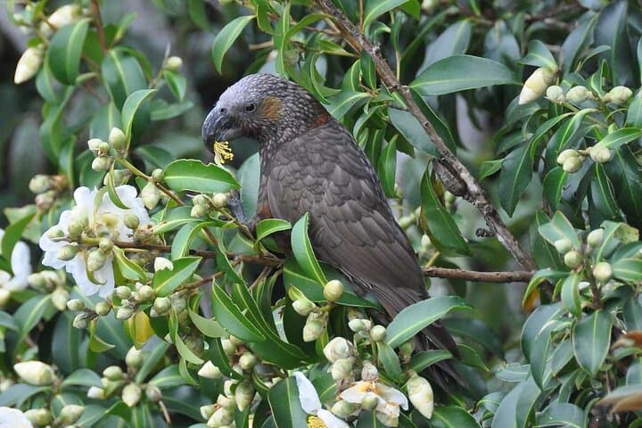 Waiheke Island Private Birding Tour: Spot Native and Seabirds on a Guided Walk photo 2