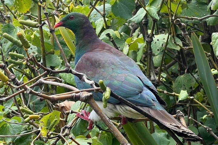 Waiheke Island Private Birding Tour: Spot Native and Seabirds on a Guided Walk photo 5