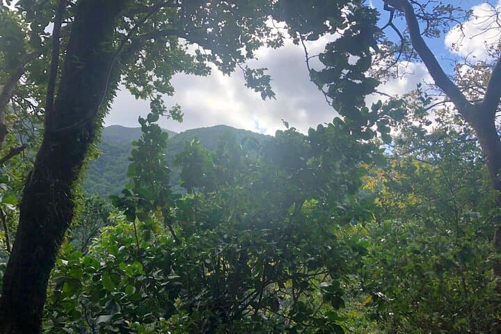 Wingfield Rainforest Hike and Romney Manor: St Kitts Forest Bathing & Cultural Tour
