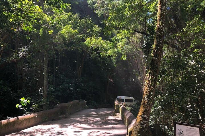 Wingfield Rainforest Hike and Romney Manor: St Kitts Forest Bathing & Cultural Tour photo 2
